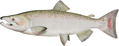 chinook salmon