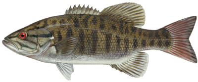 smallmouth bass